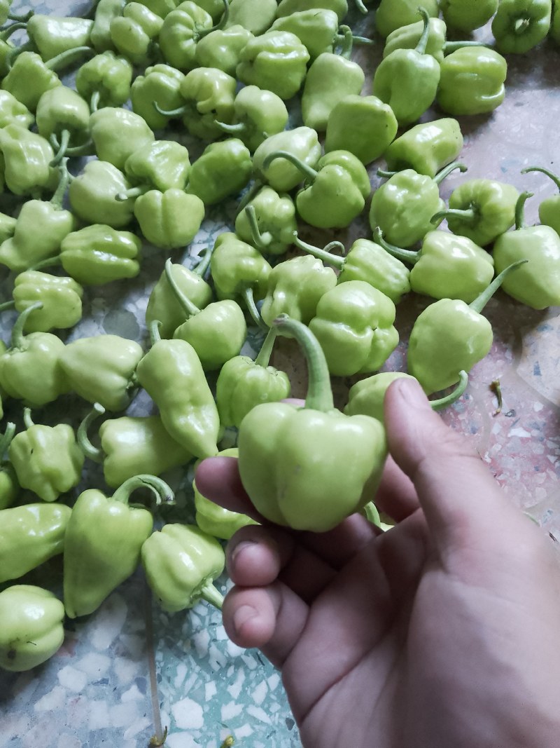 灯笼椒，新鲜辣椒上市，基地直发，欢迎选购