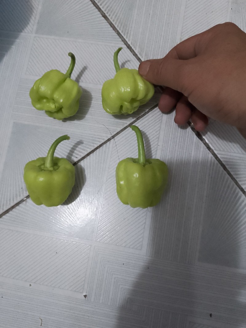 灯笼椒，新鲜辣椒上市，基地直发，欢迎选购