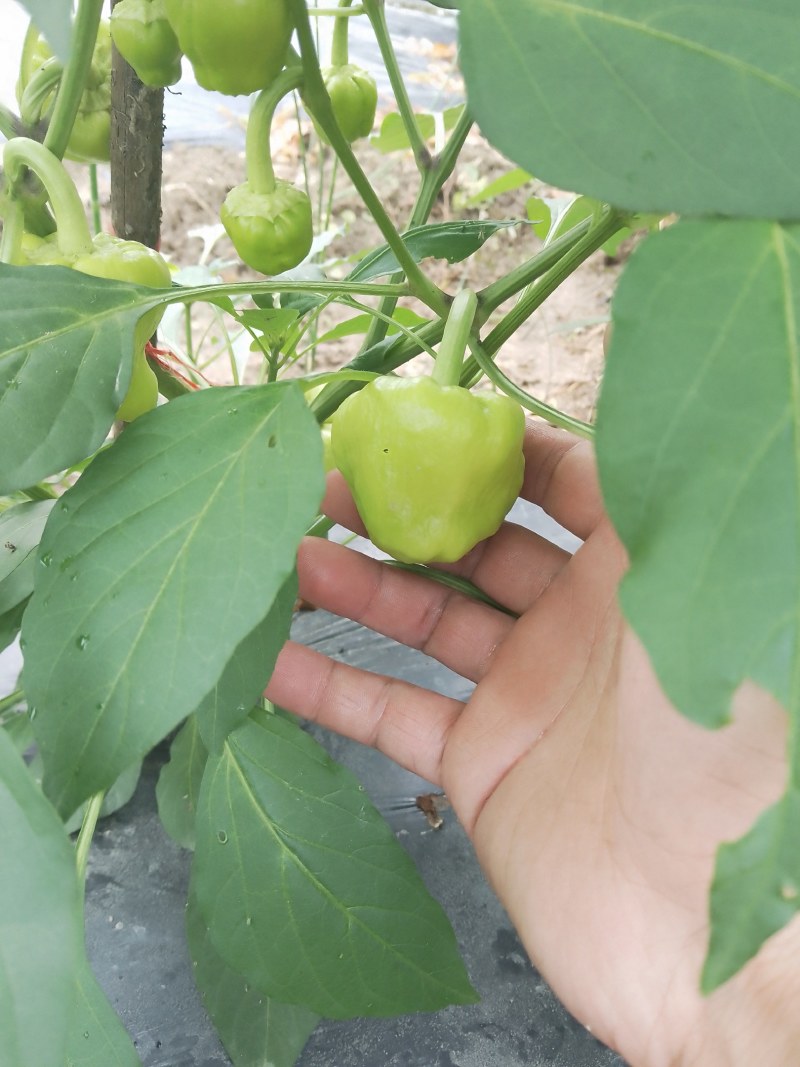 灯笼椒，新鲜辣椒上市，基地直发，欢迎选购