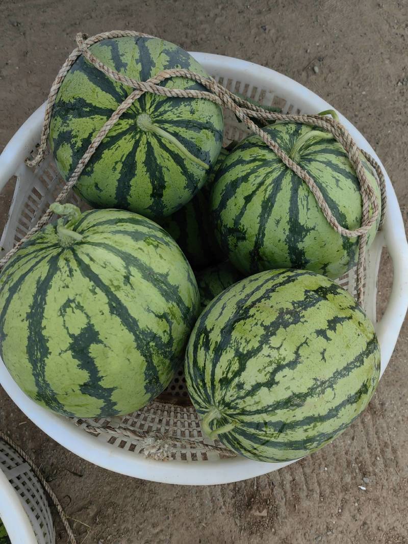 西瓜白菜价大量8424美都