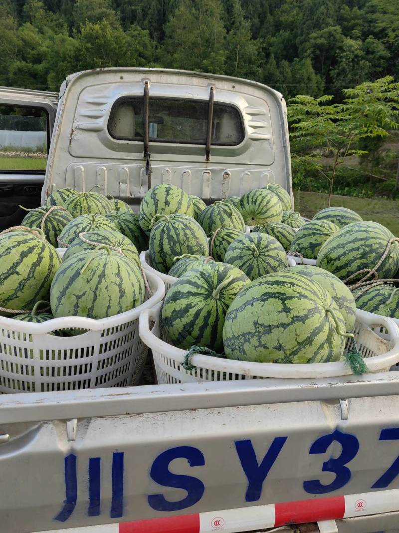 西瓜白菜价大量8424美都