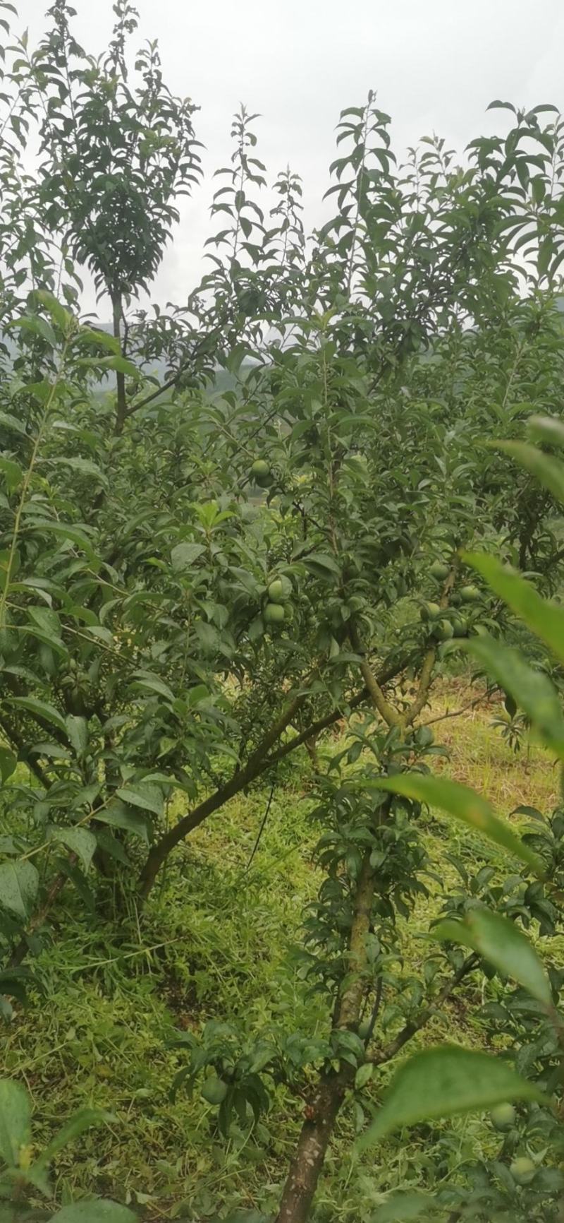 李子青脆李