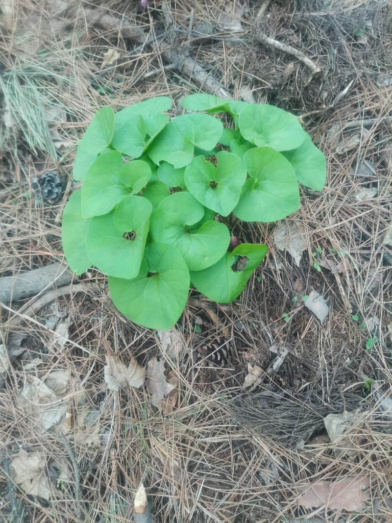 东北野生细辛，辽细辛