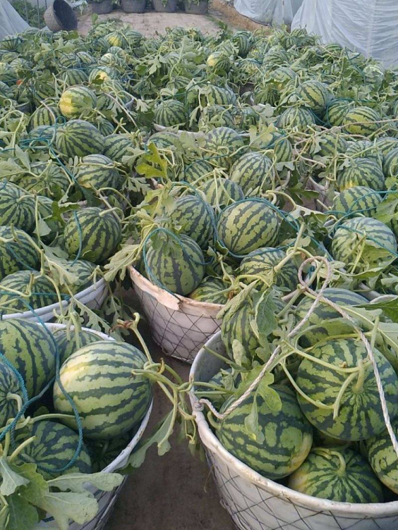 美都西瓜湖北精品西瓜头茬瓜货量充足水分足欢迎联系