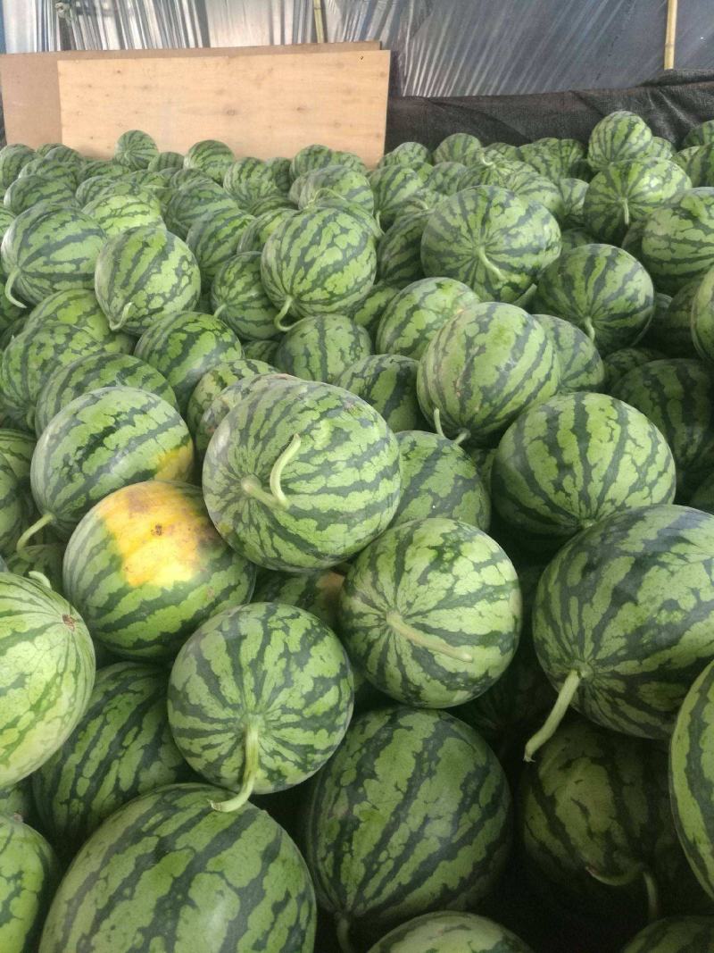美都西瓜湖北精品西瓜头茬瓜货量充足水分足欢迎联系