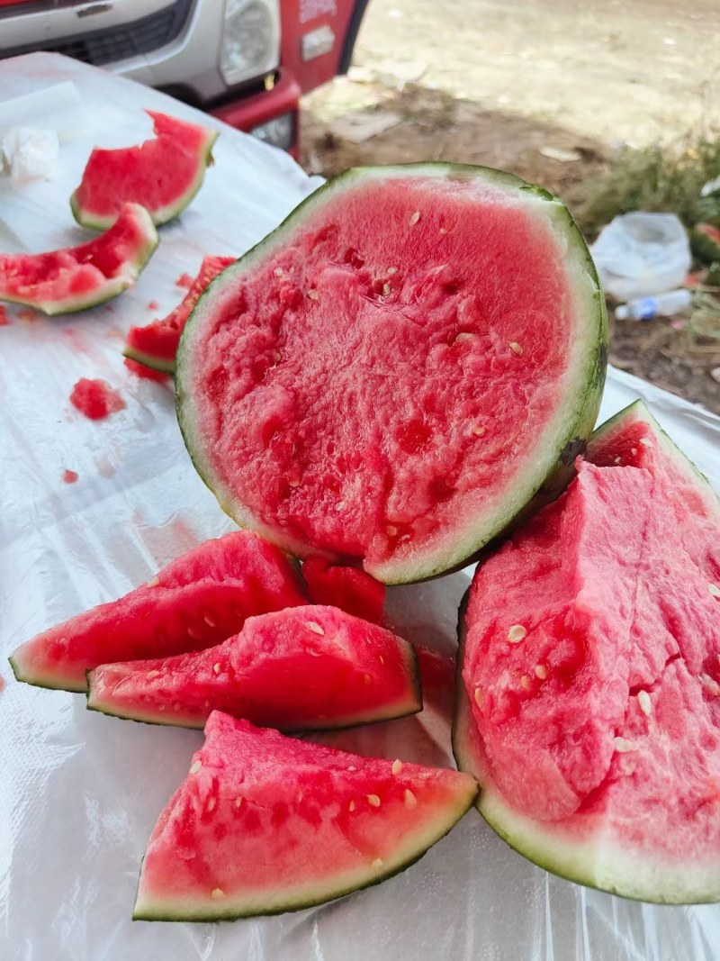 湖南澧县西瓜，美都西瓜，8424麒麟瓜，直播苗无籽瓜