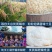 贵州特产糍粑纯糯米手工原味糯米粑粑驴打滚四川湖南年糕白麻