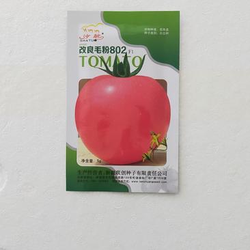 改良毛粉802西红柿种子生长势强果型高圆耐寒性好抗病囗感