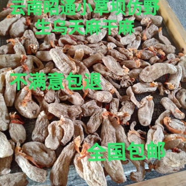 云南昭通彝良小草坝乌天麻干嘛自产自销，全国包邮，坏果包赔