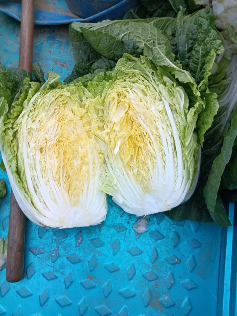 黄芯白菜义秋大量上市产地一手货源全国发货