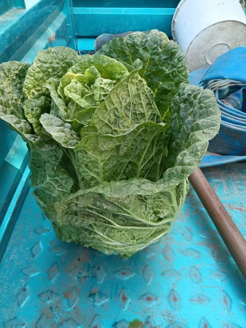黄芯白菜义秋大量上市产地一手货源全国发货