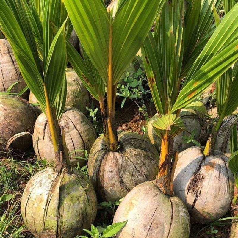 泰国椰子苗椰子树苗黄金椰树苗香水椰四季南北方可种植青椰树