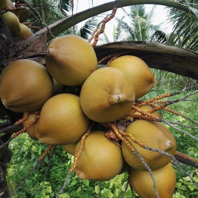 泰国椰子苗椰子树苗黄金椰树苗香水椰四季南北方可种植青椰树