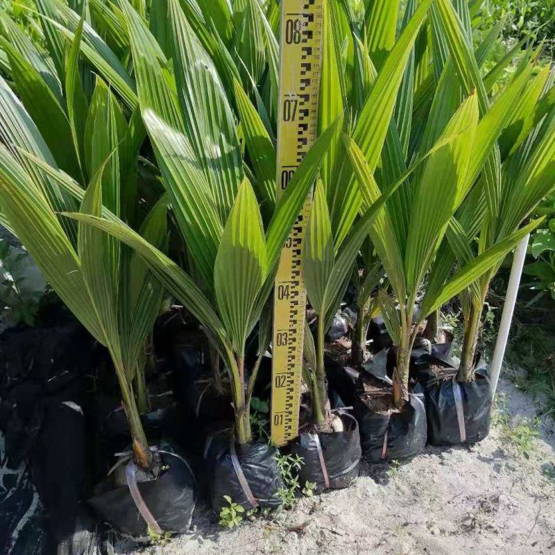 泰国椰子苗椰子树苗黄金椰树苗香水椰四季南北方可种植青椰树