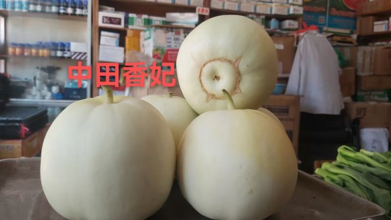 甜瓜精品美浓、香妃湖北新品产地直供