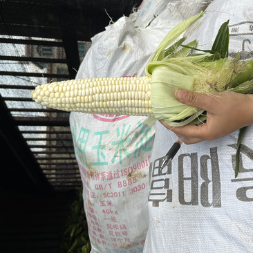 贵州兴义玉米已大量上市，全是1斤左右的大货