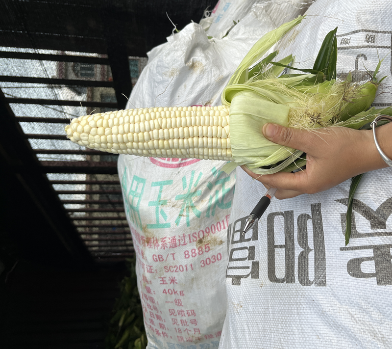 贵州兴义玉米已大量上市，全是1斤左右的大货