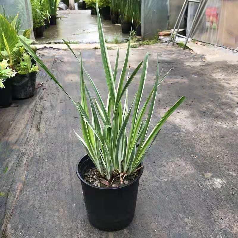 花叶玉蝉花银边玉蝉花多年生草本湿地水生植物园林造景观叶