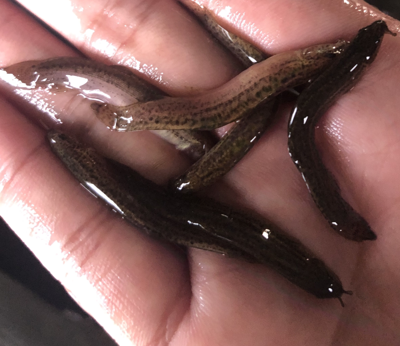 泥鳅苗台湾泥鳅苗钓鱼苗鱼鳅拧沟泥沟娄子泥鳅生长快