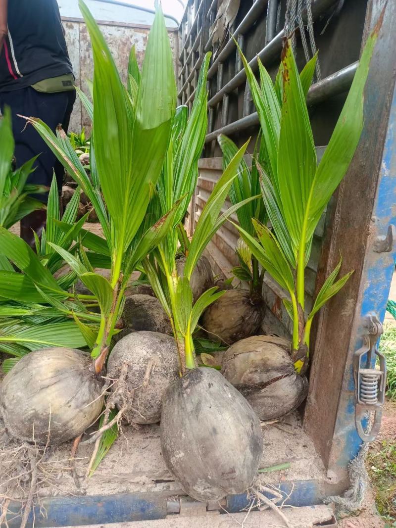 泰国椰子苗椰子树苗黄金椰树苗香水椰四季南北方可种植青椰树