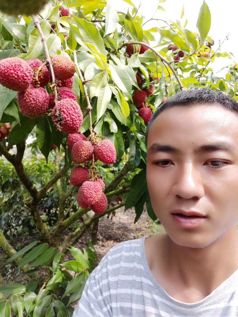 正宗屏边妃子笑