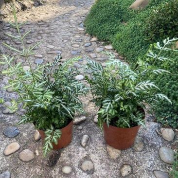 银脉凤尾蕨叶艺品种观叶植物客厅办公桌书房盆栽净化空气