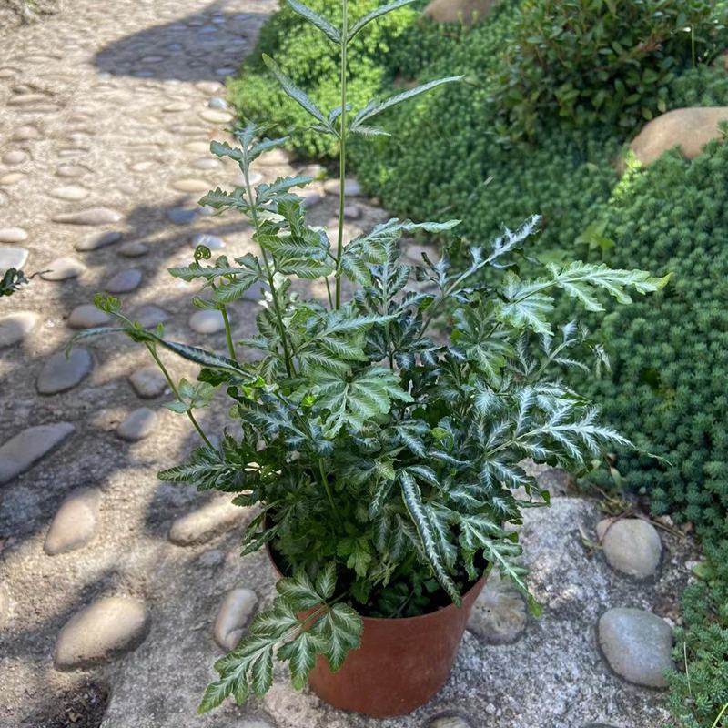 银脉凤尾蕨叶艺品种观叶植物客厅办公桌书房盆栽净化空气