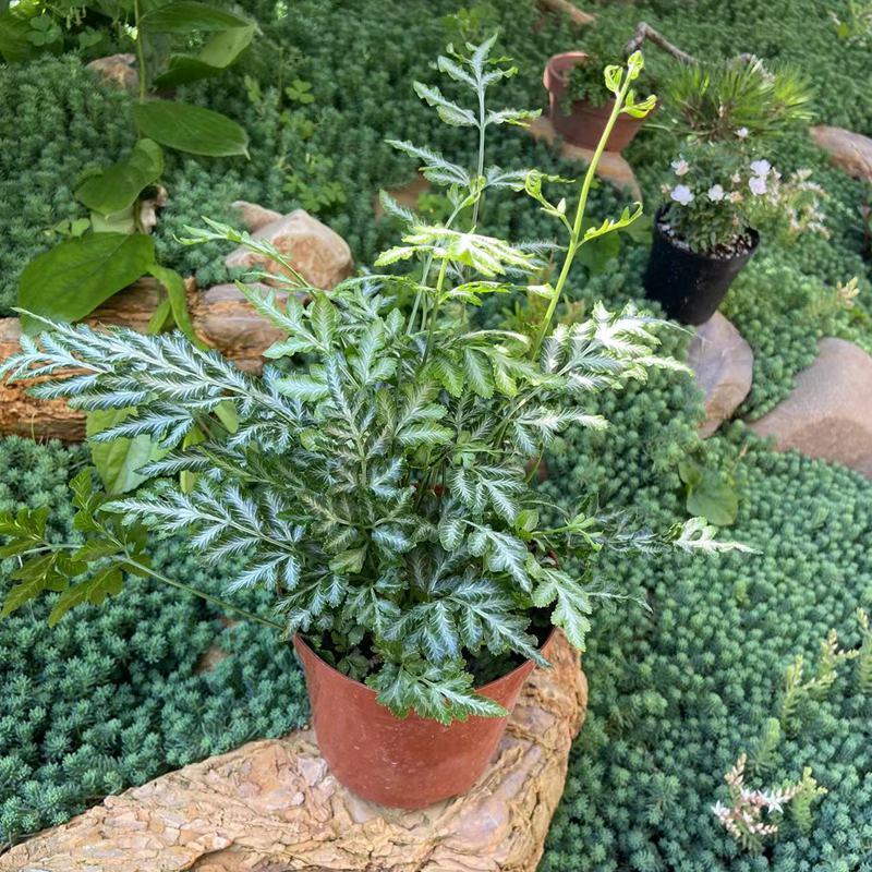 银脉凤尾蕨叶艺品种观叶植物客厅办公桌书房盆栽净化空气