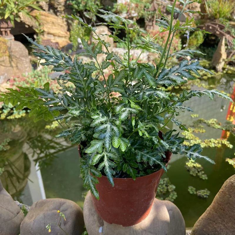 银脉凤尾蕨叶艺品种观叶植物客厅办公桌书房盆栽净化空气