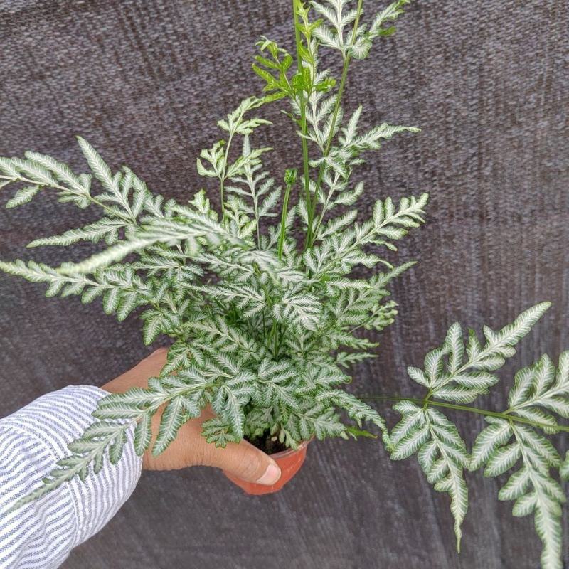 银脉凤尾蕨叶艺品种观叶植物客厅办公桌书房盆栽净化空气