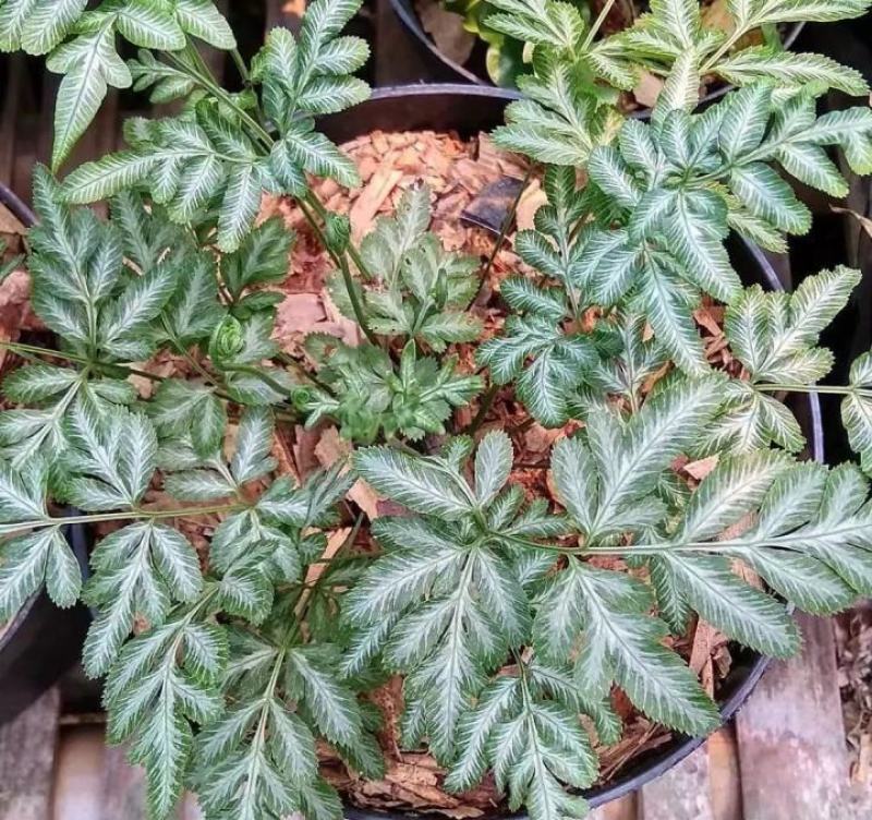 银脉凤尾蕨叶艺品种观叶植物客厅办公桌书房盆栽净化空气