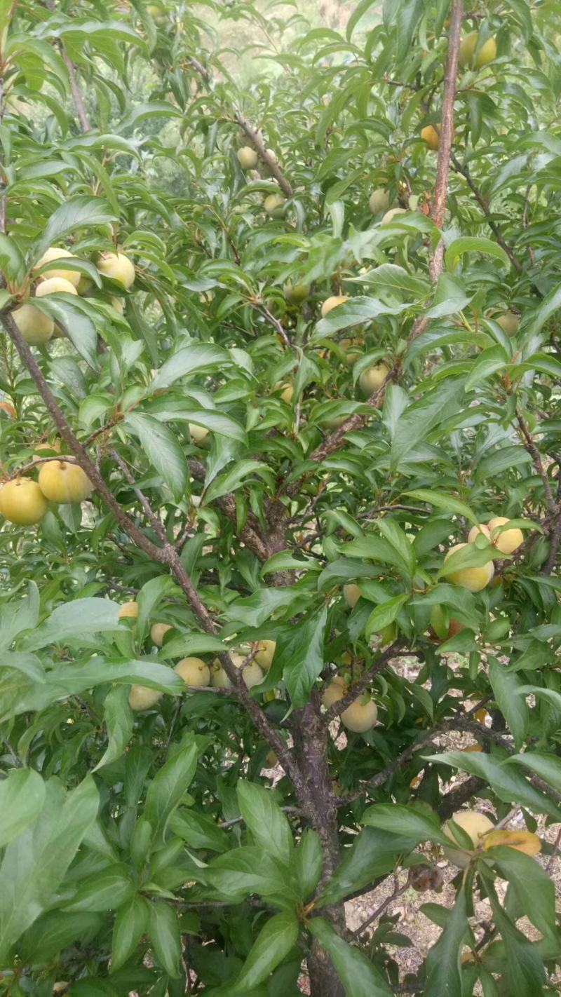 蜂糖李原产地直发，现摘现发，正宗蜂糖基地直发