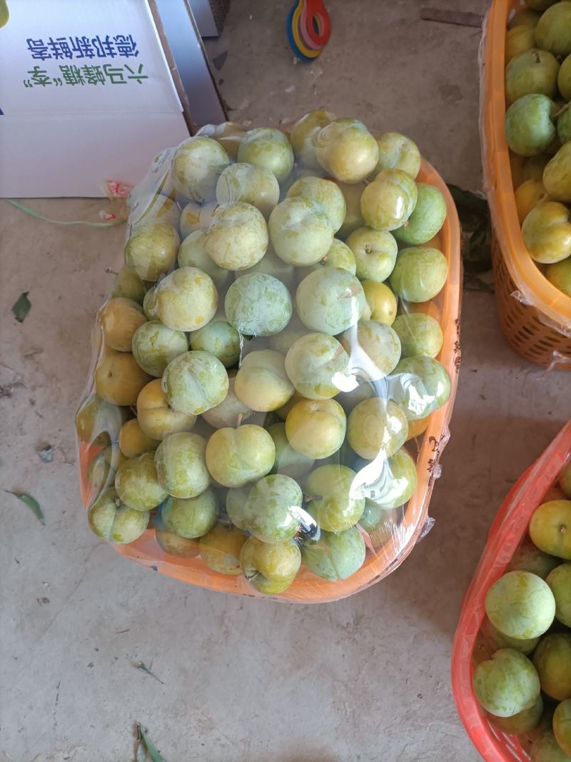 蜂糖李原产地直发，现摘现发，正宗蜂糖基地直发