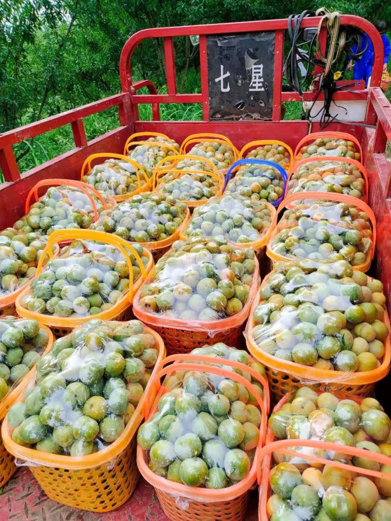 蜂糖李原产地直发，现摘现发，正宗蜂糖基地直发
