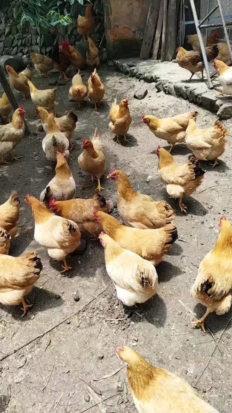江西散养土鸡纯种土1开产母鸡可以提供送货上门服务