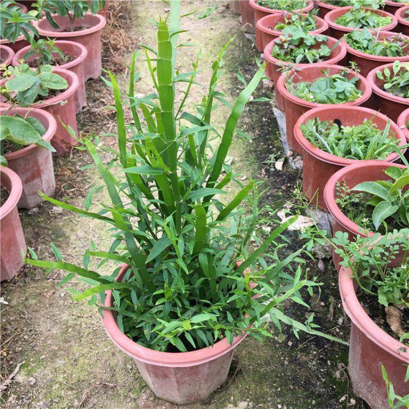 庭院阳台盆栽青草药根竹节蓼苗飞天蜈蚣草神仙对坐草可观赏