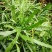 庭院阳台盆栽青草药根竹节蓼苗飞天蜈蚣草神仙对坐草可观赏