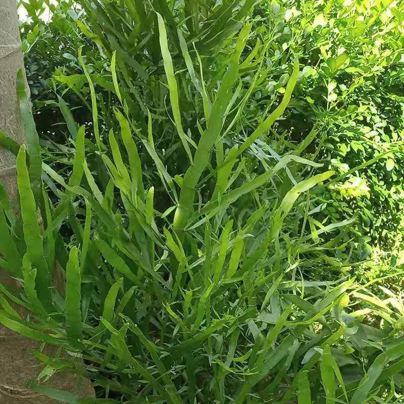 庭院阳台盆栽青草药根竹节蓼苗飞天蜈蚣草神仙对坐草可观赏