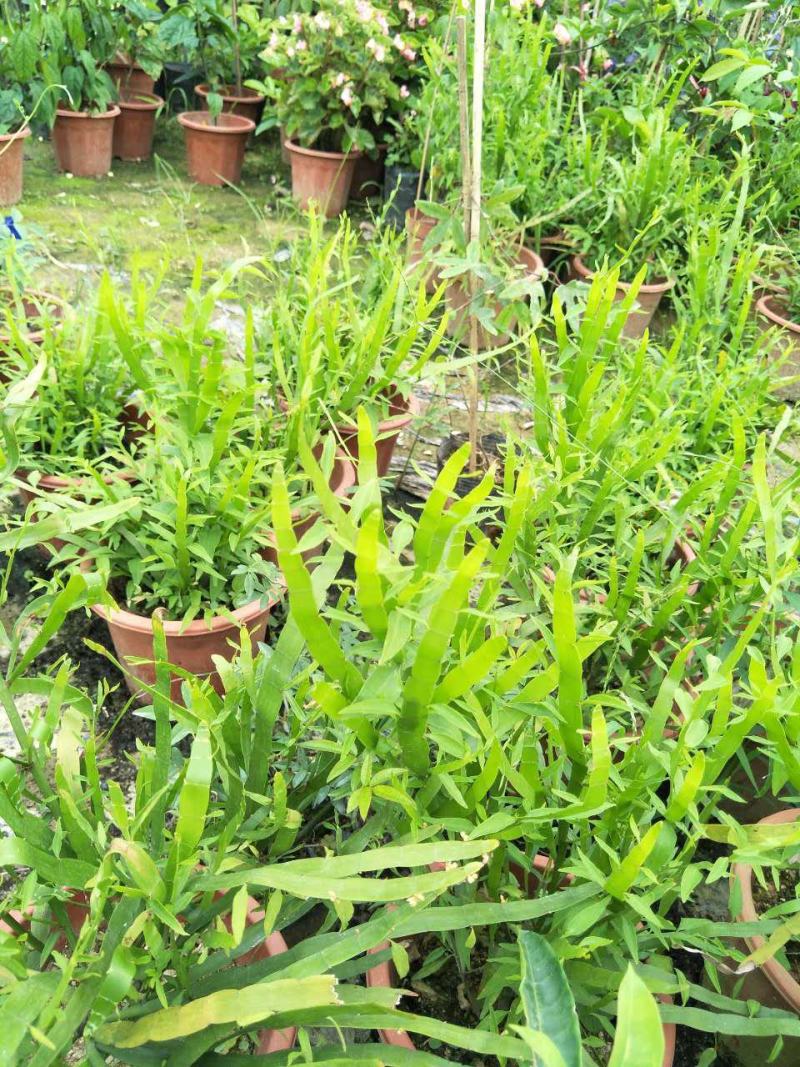 庭院阳台盆栽青草药根竹节蓼苗飞天蜈蚣草神仙对坐草可观赏