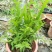 庭院阳台盆栽青草药根竹节蓼苗飞天蜈蚣草神仙对坐草可观赏