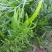 庭院阳台盆栽青草药根竹节蓼苗飞天蜈蚣草神仙对坐草可观赏