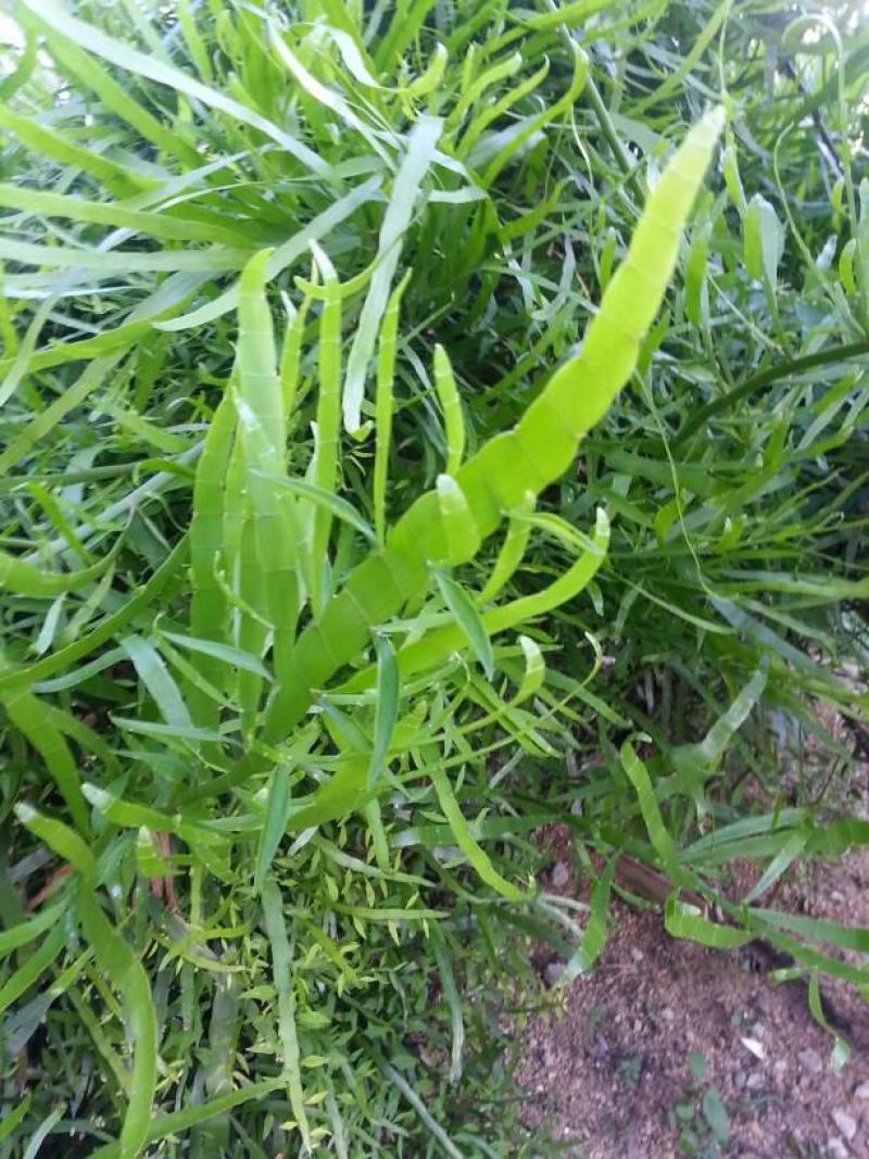 庭院阳台盆栽青草药根竹节蓼苗飞天蜈蚣草神仙对坐草可观赏