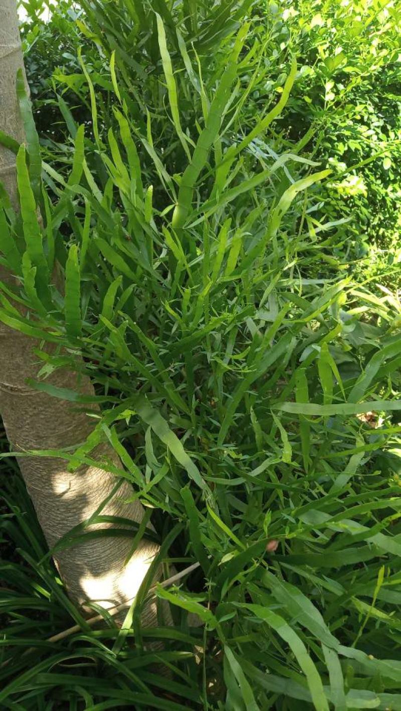 庭院阳台盆栽青草药根竹节蓼苗飞天蜈蚣草神仙对坐草可观赏