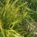 庭院阳台盆栽青草药根竹节蓼苗飞天蜈蚣草神仙对坐草可观赏