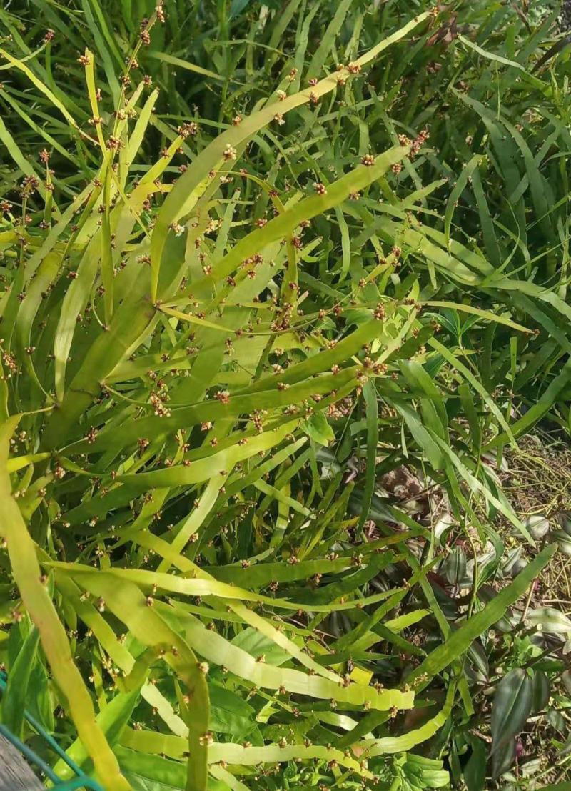 庭院阳台盆栽青草药根竹节蓼苗飞天蜈蚣草神仙对坐草可观赏