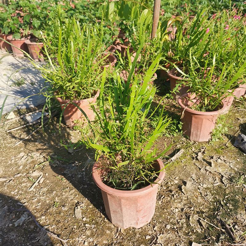 庭院阳台盆栽青草药根竹节蓼苗飞天蜈蚣草神仙对坐草可观赏