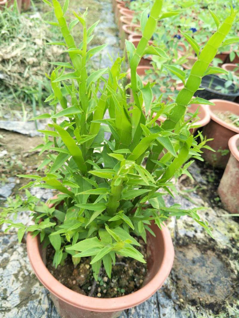 庭院阳台盆栽青草药根竹节蓼苗飞天蜈蚣草神仙对坐草可观赏