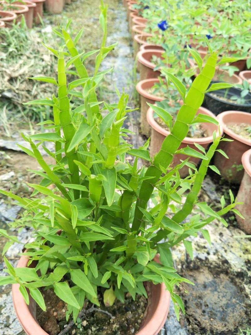 庭院阳台盆栽青草药根竹节蓼苗飞天蜈蚣草神仙对坐草可观赏