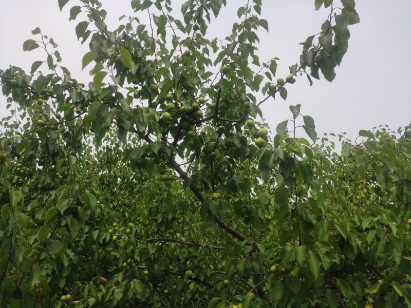 河南自种珍珠油杏，量大从优，欢迎前来品尝