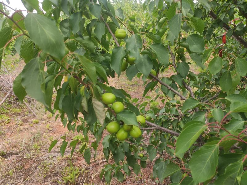 河南自种珍珠油杏，量大从优，欢迎前来品尝